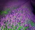 Jardín de Lavanda
